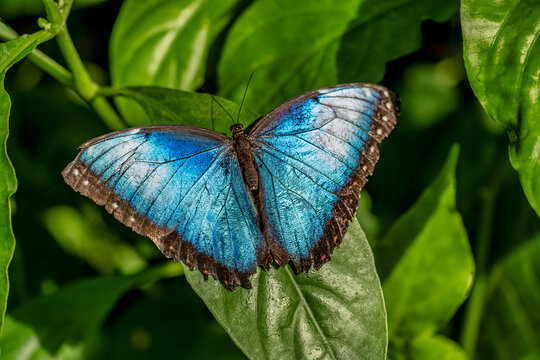 Stunning Blue Butterfly on Leaf: Captivating Nature Photography for Insect Enthusiasts