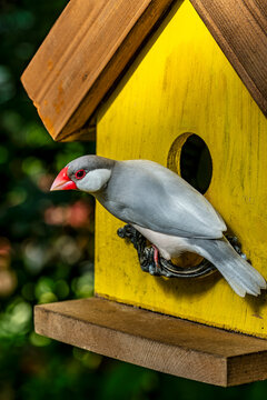 Charming Java Finch Perched on Vibrant Yellow Birdhouse