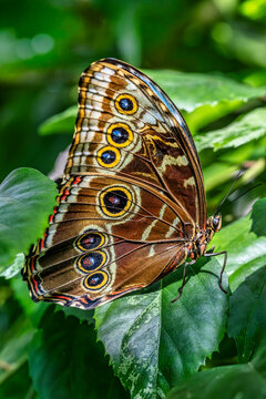 Discover the Stunning Beauty of the Blue Morpho Butterfly in Its Natural Habitat