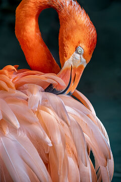 Captivating Flamingo in Stunning Detail: A Close-Up of Nature's Beauty and Grace