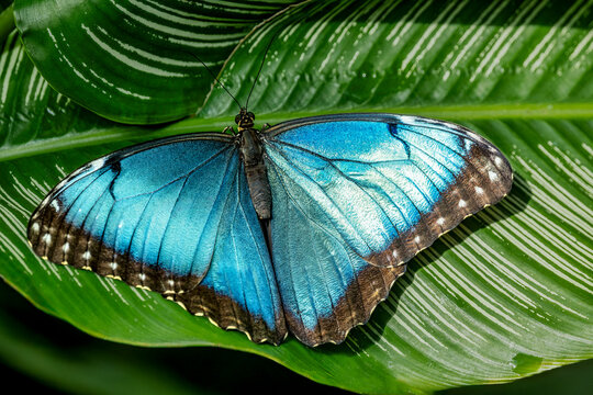 Vibrant Blue Morpho Butterfly Resting on Lush Green Leaf - A Stunning Display of Nature's Beauty