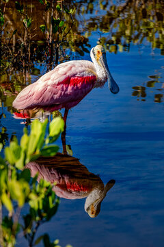 Captivating Roseate Spoonbill Wading in Tranquil Waters, Florida, USA