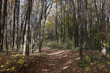 Fototapeta premium footpath in the woods