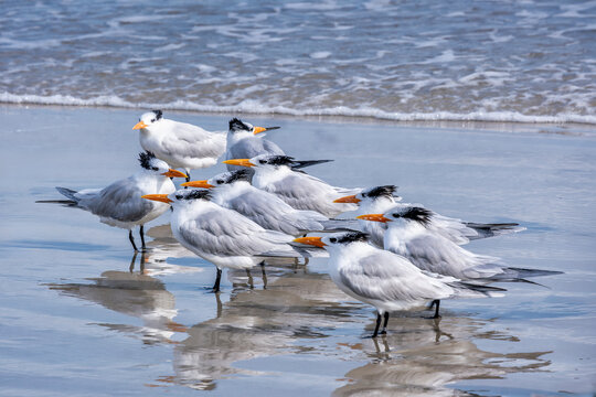 Elegant Royal Terns Gathering on a Sandy Shoreline &ndash; Discover the Beauty of Nature's Coastal Wildlife, Florida, USA
