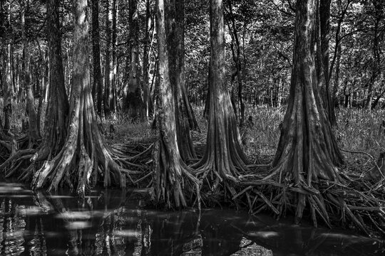 Explore the Mysterious Beauty of Swamp Cypress Trees Along the Saint Johns River, Florida, USA