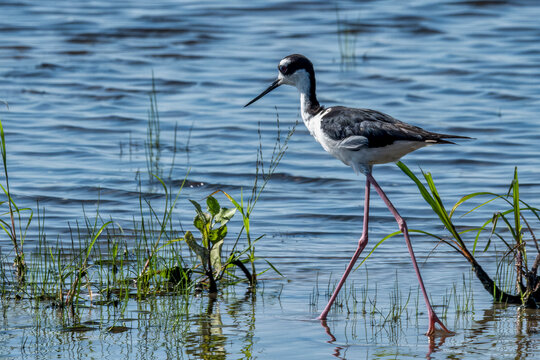 Explore the Beauty of Wetland Wildlife: Black-necked Stilt Walking in Tranquil Waters, Saint Johns River, Florida, USA