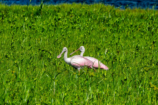 Discover the Grace of Roseate Spoonbills in Vibrant Wetland Habitat - Saint Johns River, Florida, USA