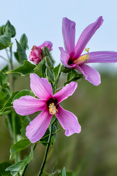 Vibrant Pink Marsh Mallow in Bloom: Along the Saint Johns River, Florida, USA