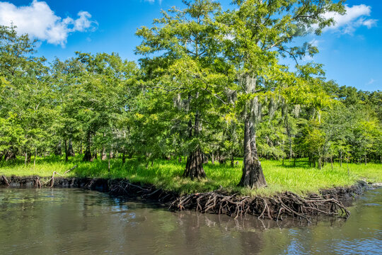 Explore the Serene Beauty of Cypress Trees in a Lush Swamp Landscape &ndash; Saint Johns River, Florida, USA