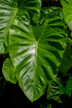 Vibrant Taro Plant Leaf: Discover the Beauty and Benefits of Tropical Foliage