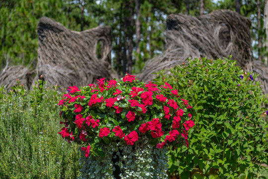 Explore the Beauty of Vibrant Red Vinca in a Serene Garden Setting - Perfect for Nature Lovers