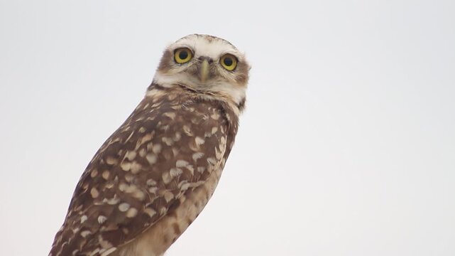 burrowing owl looking at camera