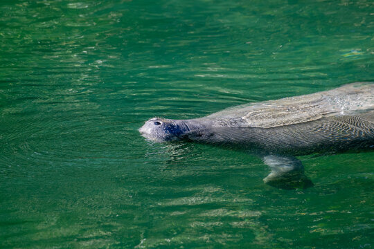Discover the Gentle Grace of a Manatee in Crystal Clear Waters: Nature's Underwater Marvels at Blue Spring, Florida, USA