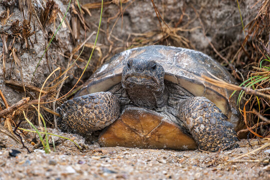 Gopher Tortoise in Natural Habitat: Conservation and Ecology Insights in New Smyrna Beach, Smyrna Beach Dunes, USA