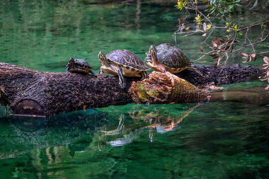 Serene Turtles Basking on a Log in Crystal Clear Waters - Nature's Peaceful Retreat at Blue Spring, Florida, USA