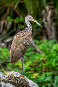 Discover the Majestic Limpkin: Wildlife Photography Spotlight on Florida's Unique Bird Species at Silver Springs, Florida, USA