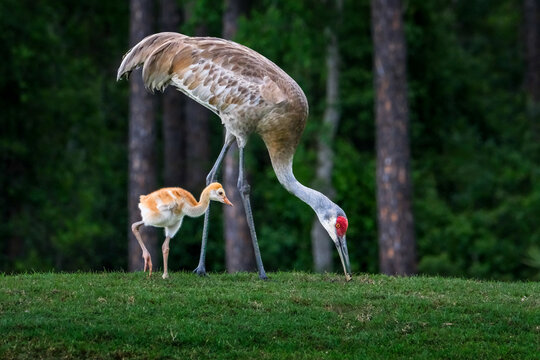 Captivating Nature: Sandhill Crane and Chick Foraging in the Wild in Florida, New Smyrna Beach, USA