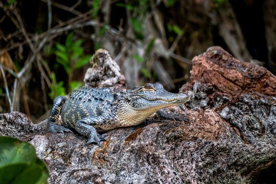 Charming Alligator Basking on a Log - A Glimpse of Florida Wildlife at Its Finest at Silver Springs, Florida, USA