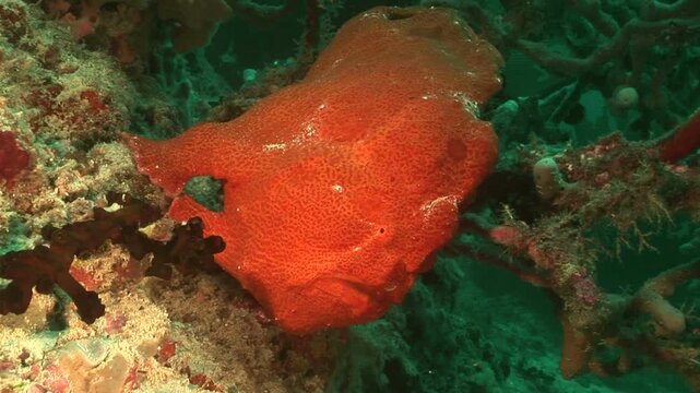 カエルアンコウ