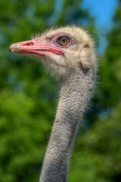 Close-Up of a Curious Ostrich on a farm in Robbins, North Carolina, USA