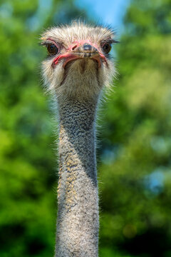 Curious Ostrich Stares at Camera on a farm in Robbins, North Carolina, USA