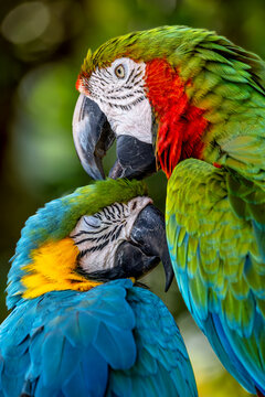 Vibrant Macaw Parrots Showcasing Stunning Colors and Close Bond