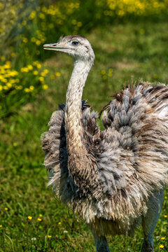 Discover the Grace of a Rhea in a Sunlit Meadow on a farm in Robbins, North Carolina, USA