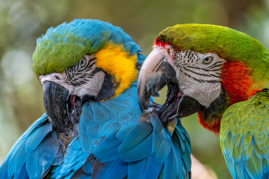 Discover the Vibrant Beauty of Macaw Parrots