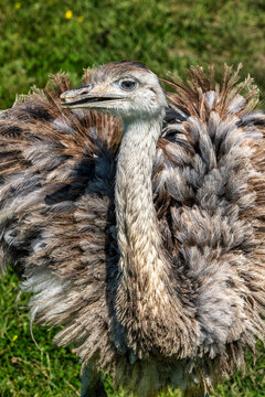 Explore the Beauty of Rhea Birds: Stunning Close-Up of Majestic Feathers on a farm in Robbins, North Carolina, USA