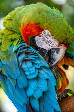 Vibrant Macaw Parrot Preening Feathers