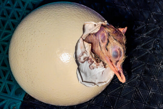Discover the Miracle of Life: Baby Ostrich Hatching from Egg in Stunning Wildlife Image