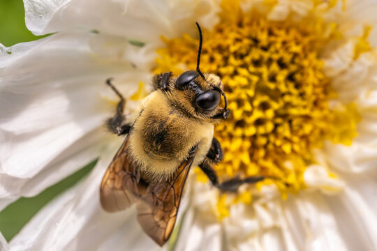 Close-Up of a Bee Pollinating a White Flower: Essential Role in Ecosystem Health and Biodiversity