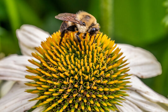 Bee Pollinating a Vibrant Echinacea Flower: Nature's Essential Work in Action