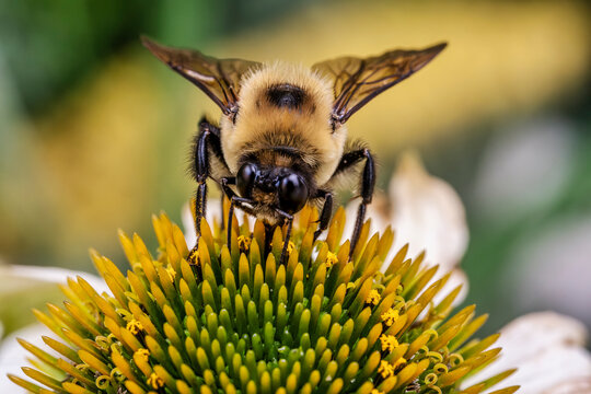 Close-Up of a Bee Pollinating a Flower: Vital Role in Ecosystem Sustainability