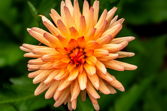 Vibrant Dahlia Bloom in Full Glory: Discover the Beauty of Orange Dahlia Flowers in Your Garden