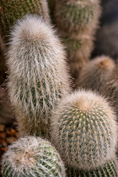 Explore the Unique Beauty of Furry Cacti in Their Natural Habitat &ndash; Discover Fascinating Desert Flora