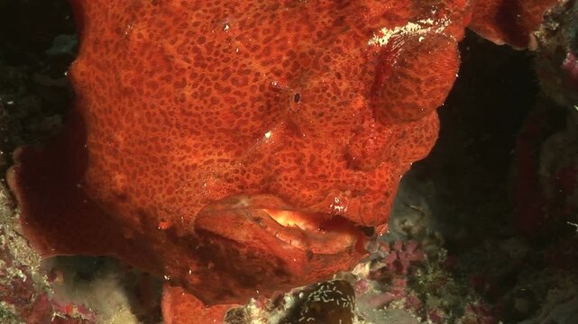 カエルアンコウ