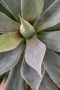 Discover the Beauty of Agave Plants: Close-Up Shot of Succulent Leaves