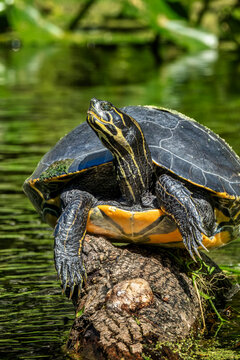 Explore Nature: Vibrant Turtle Basking on a Sunlit Log at Florida, Silver Springs, USA