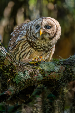 Captivating Barred Owl Perched on a Forest Branch feasting on a grasshopper, Florida, USA
