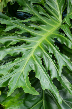 Explore the Lush Beauty of Tropical Foliage: Discover the Vibrant Green Split-leaf Philodendron Leaf Close-up