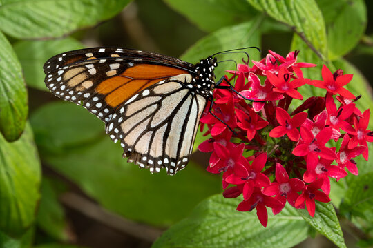 Vibrant Monarch Butterfly Enjoys Nectar from Bright Red Flowers in a Lush Garden Setting