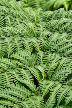 Lush Green Ferns: Captivating Nature's Beauty with Intricate Leaf Patterns