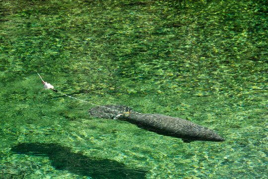 Rehabilitated manatee with a tracking beacon at Blue Spring State Park in Florida, USA