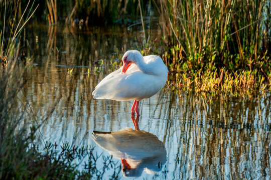 Graceful White Ibis Preening in Tranquil Wetlands &ndash; Discover the Beauty of Wildlife Photography in Florida, USA
