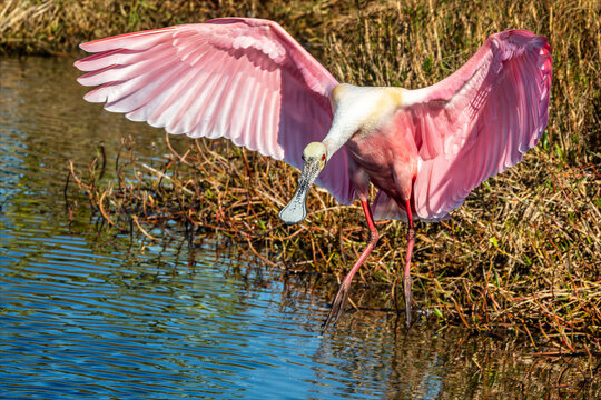 Stunning Roseate Spoonbill Spreads Its Wings by the Water's Edge - A Captivating Birdwatching Scene in Florida, USA