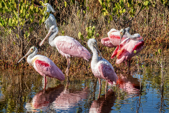 Discover the Beauty of Roseate Spoonbills in Their Natural Habitat - A Stunning Sight for Birdwatchers in Florida, USA