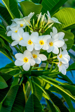 Discover the Beauty of Fragrant White Plumeria Flowers with Lush Green Foliage