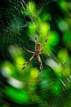 Discover the Beauty of Nature: Close-Up of a Vibrant Golden Silk Spider in its Intricate Web