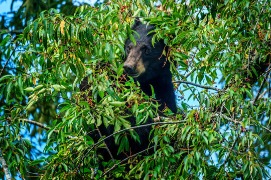Curious Black Bear Hidden Among Cherry Tree Branches in Cades Cove, Great Smoky Mountains National Park